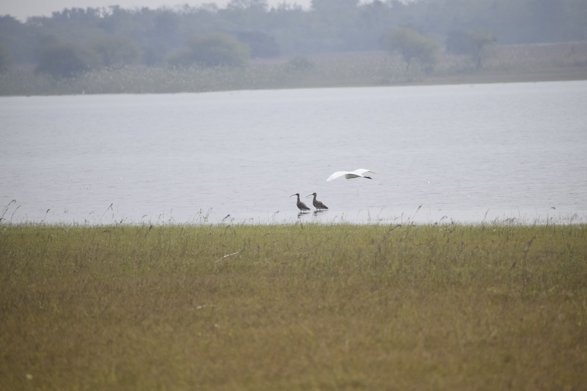 Eurasian Curlew - ML228846311