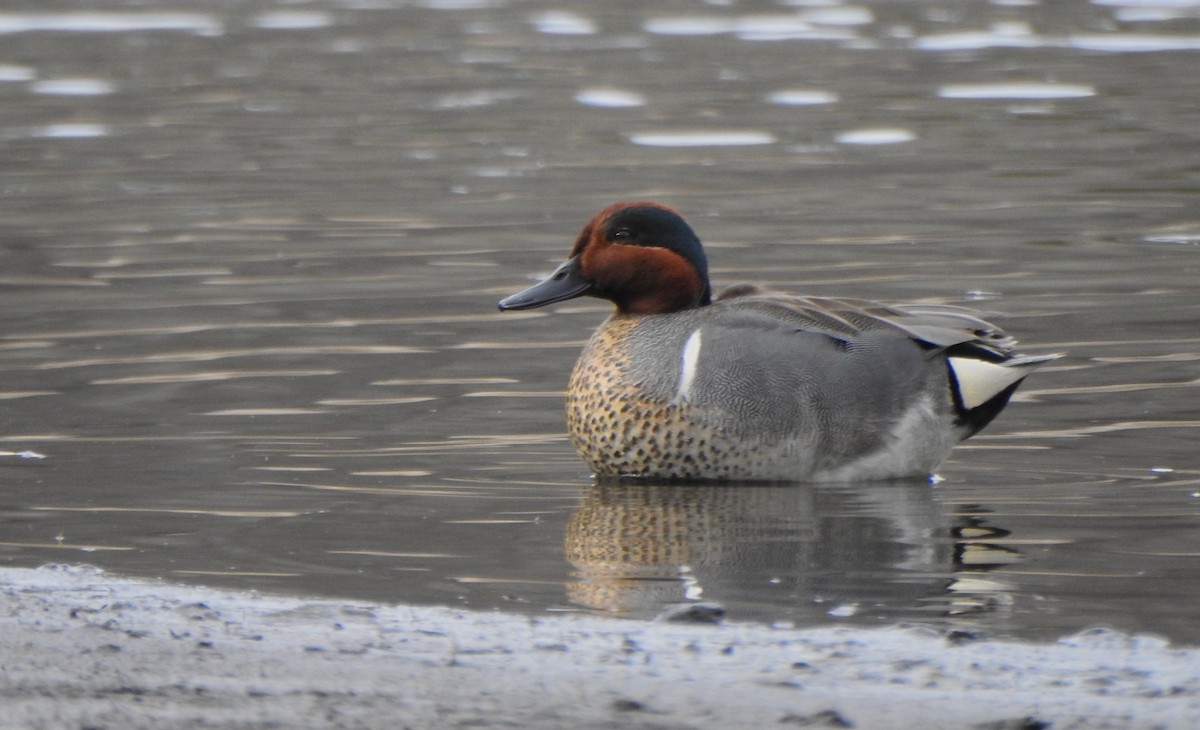 Green-winged Teal (American) - Kalin Ocaña