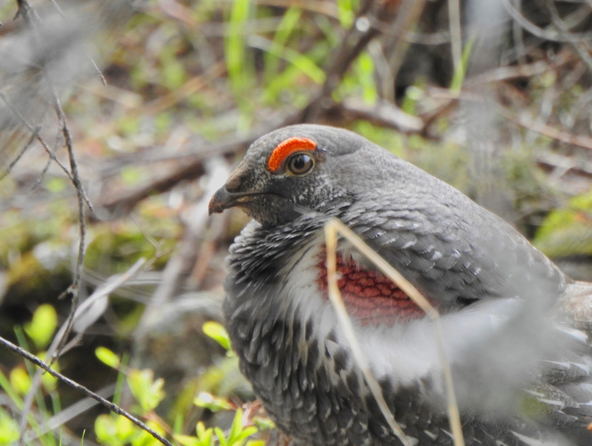 Dusky Grouse - ML228847001