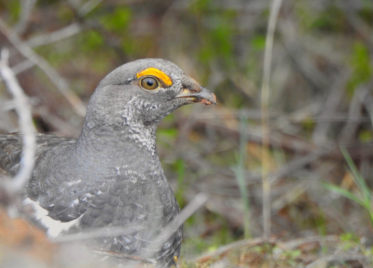 Dusky Grouse - ML228847021