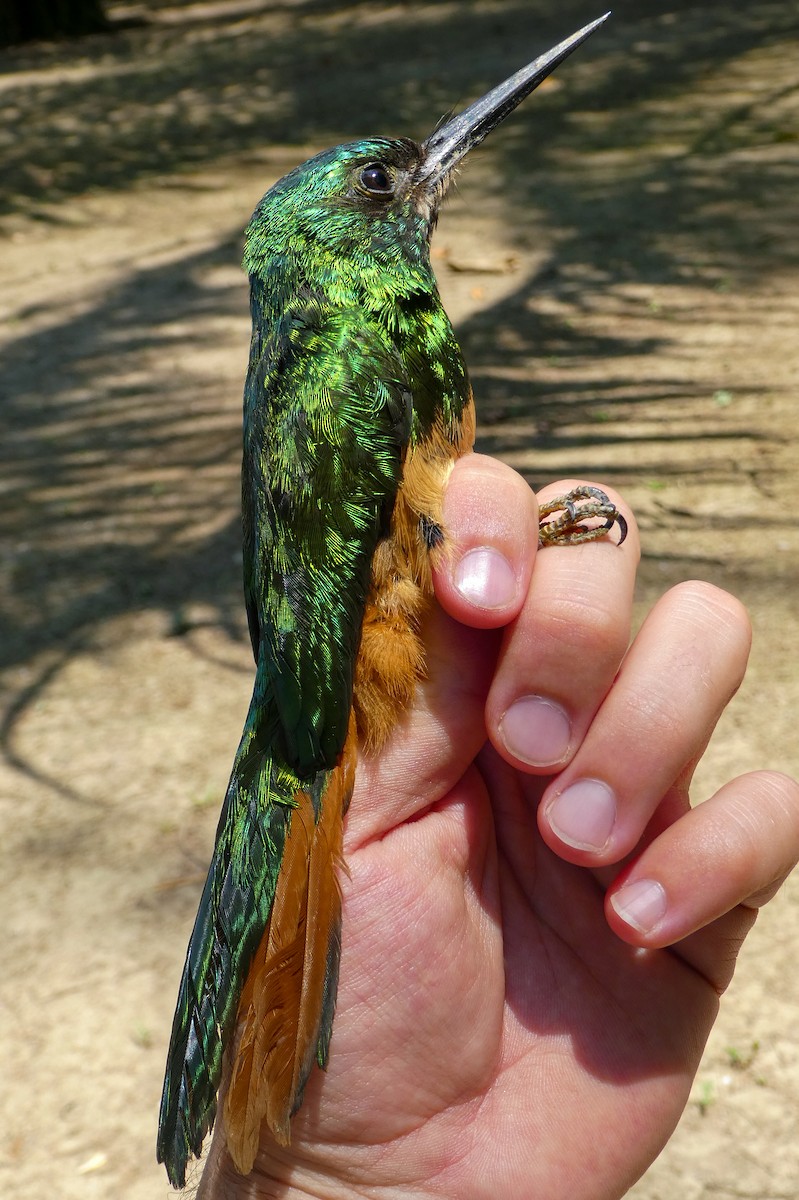 Bluish-fronted Jacamar - ML228847141