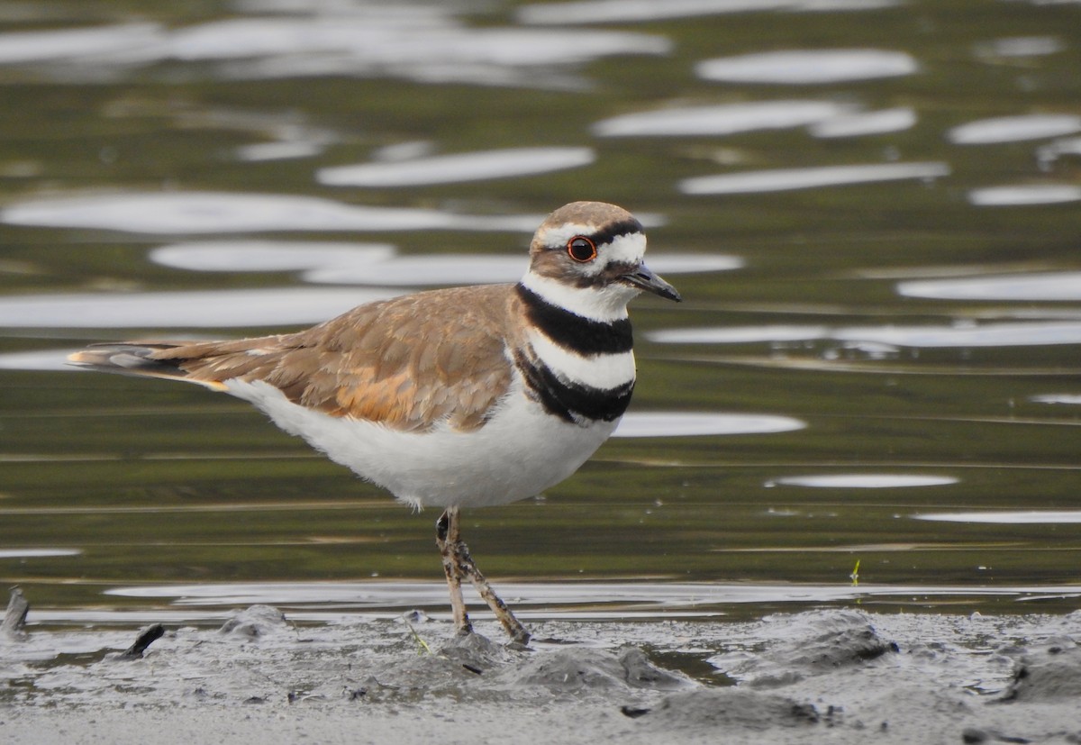 Killdeer - ML228847221