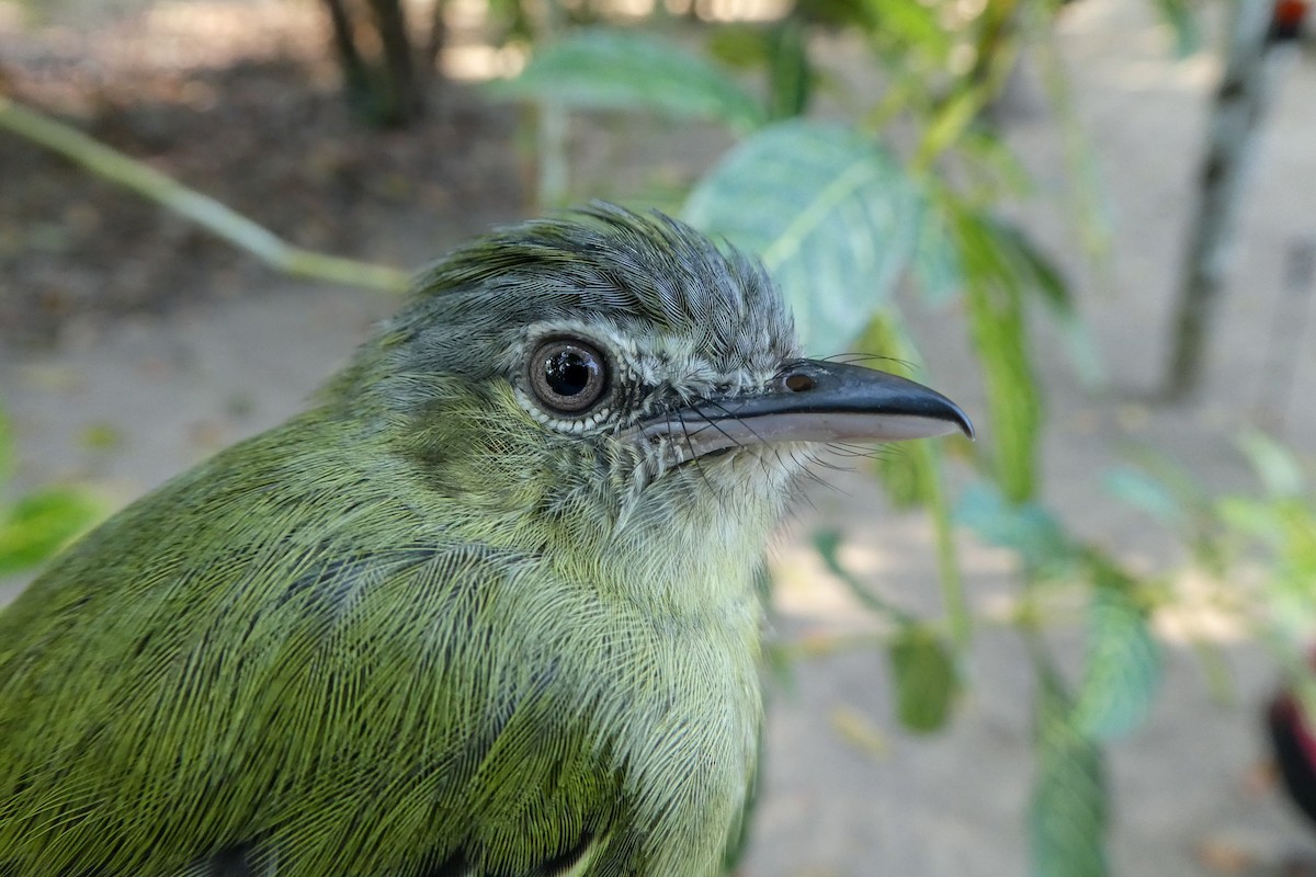 Yellow-olive Flatbill - ML228847281