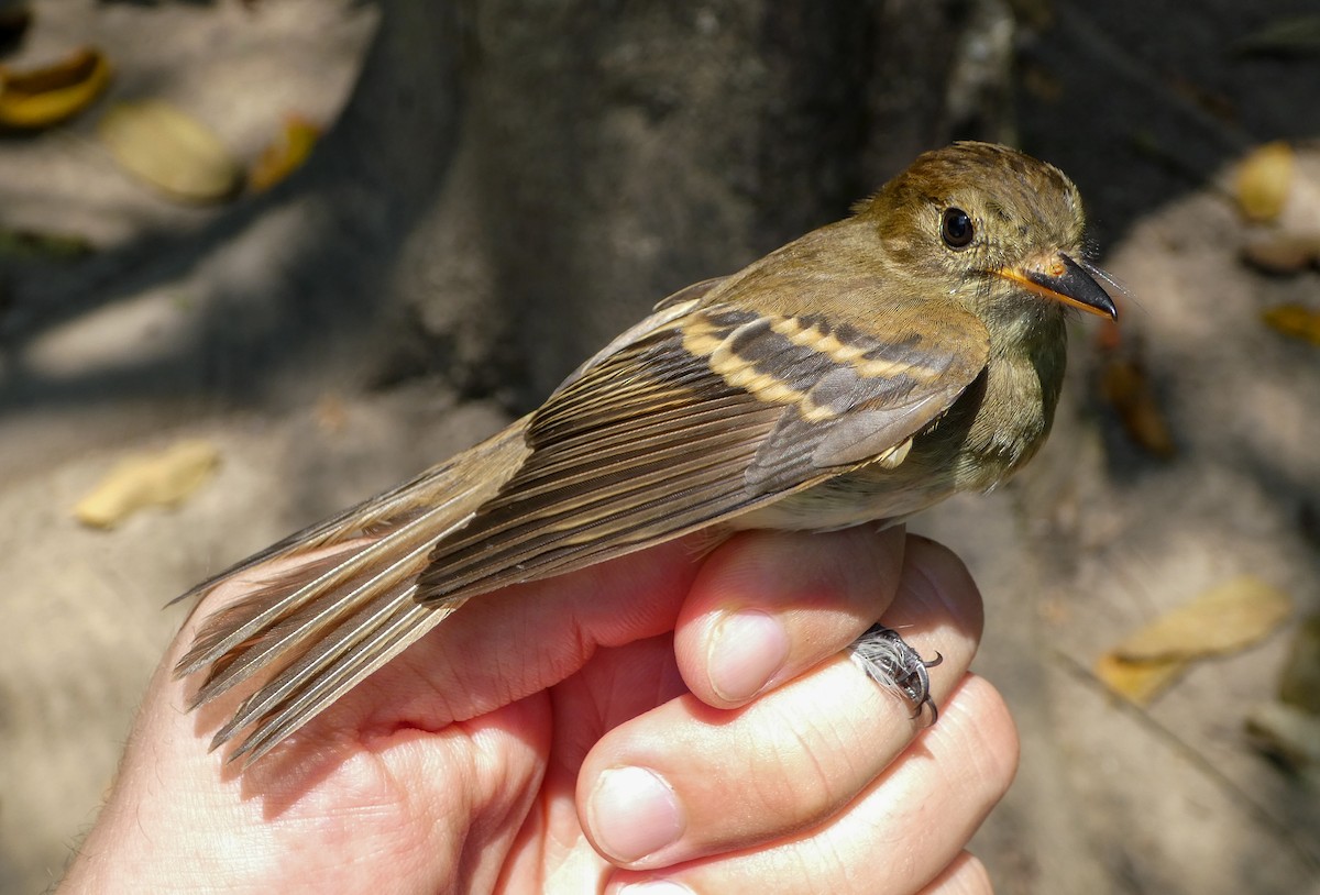 Euler's Flycatcher - ML228847311