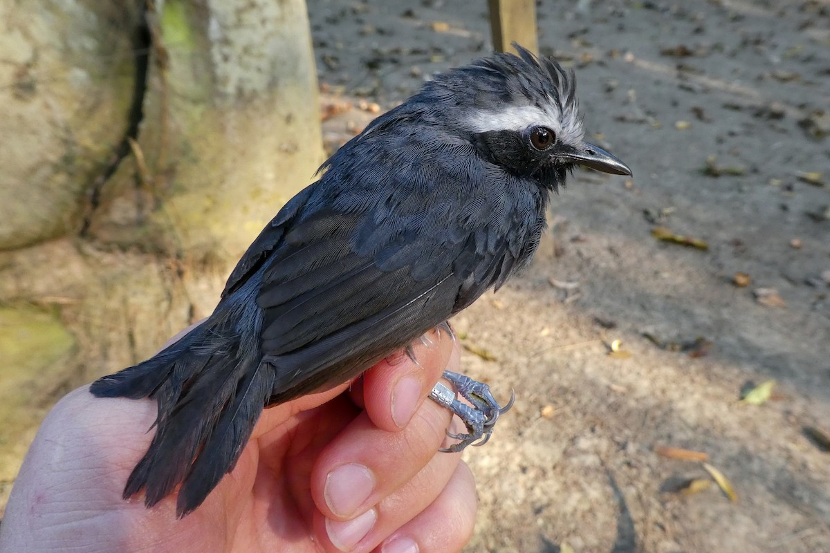 White-browed Antbird - ML228847491