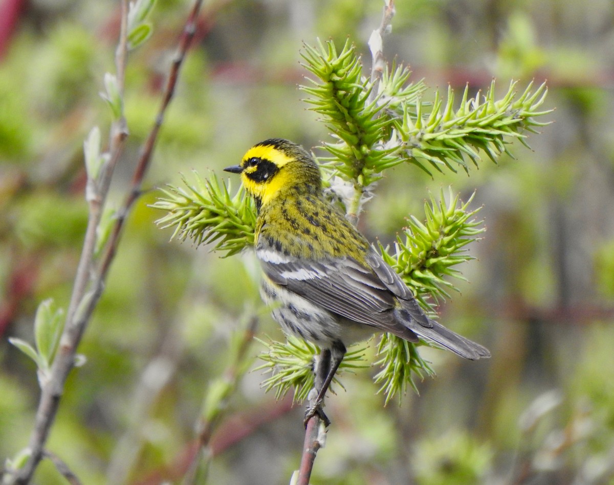 Townsend's Warbler - ML228847741