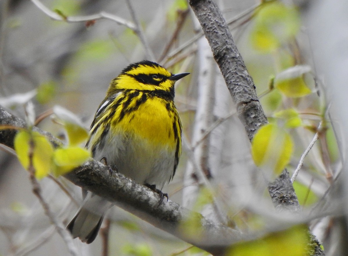 Townsend's Warbler - ML228847751