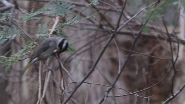 Strong-billed Honeyeater - ML228848151