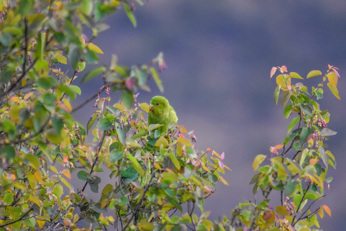 Andean Parakeet - ML228848721