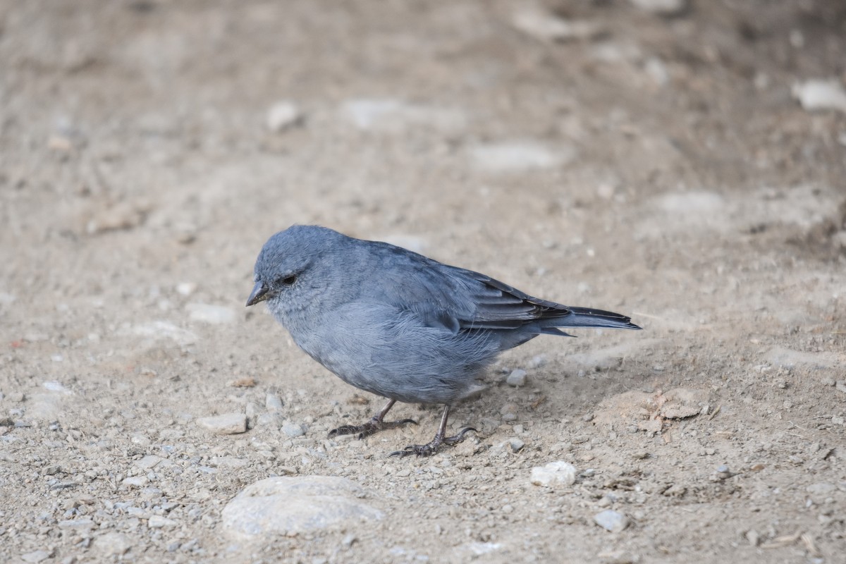 Plumbeous Sierra Finch - ML228848751