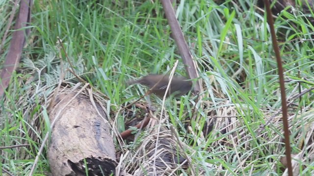 Tasmanian Scrubwren - ML228849081