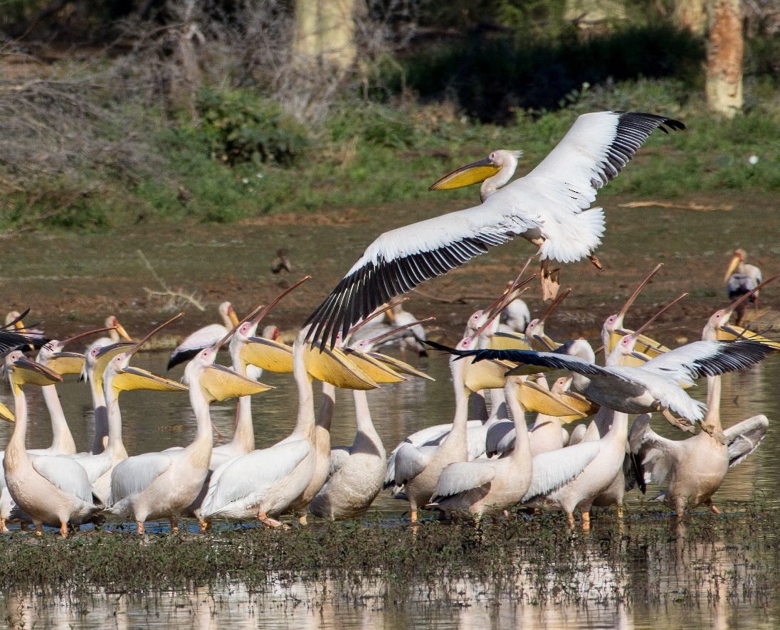 Great White Pelican - ML228849711