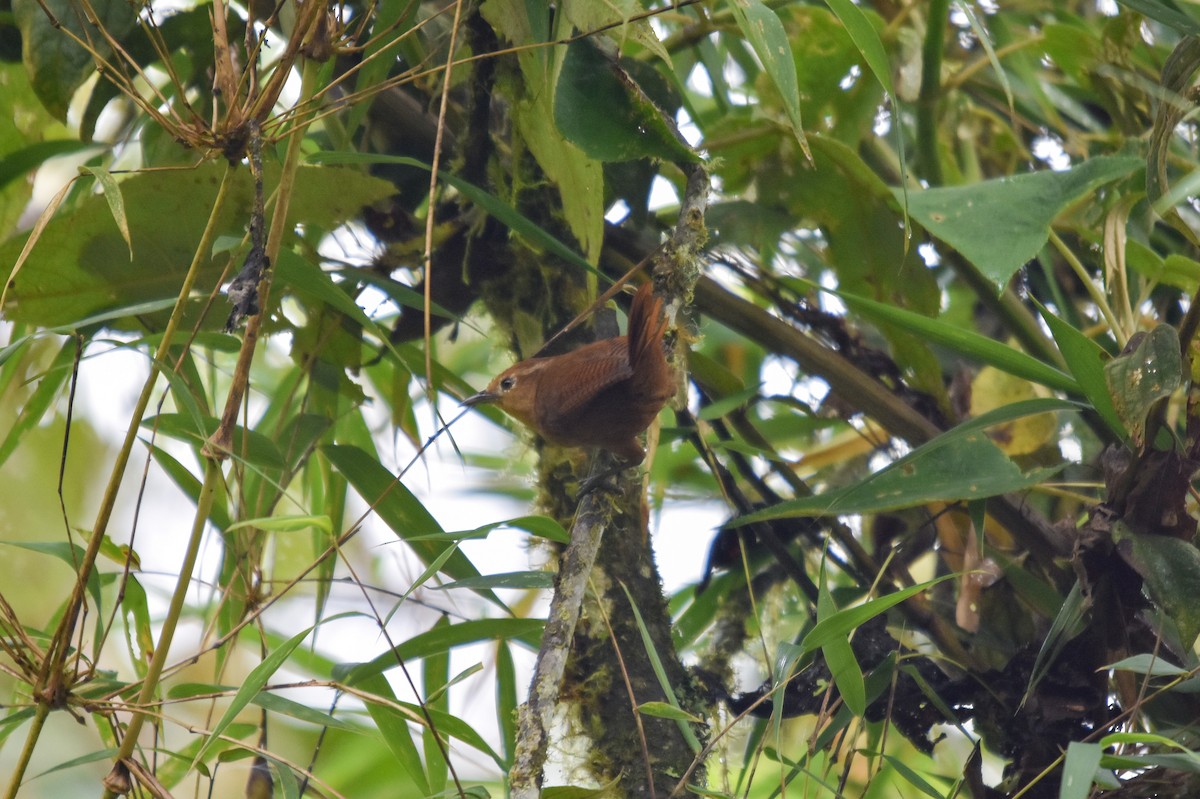 Peruvian Wren - ML228849721