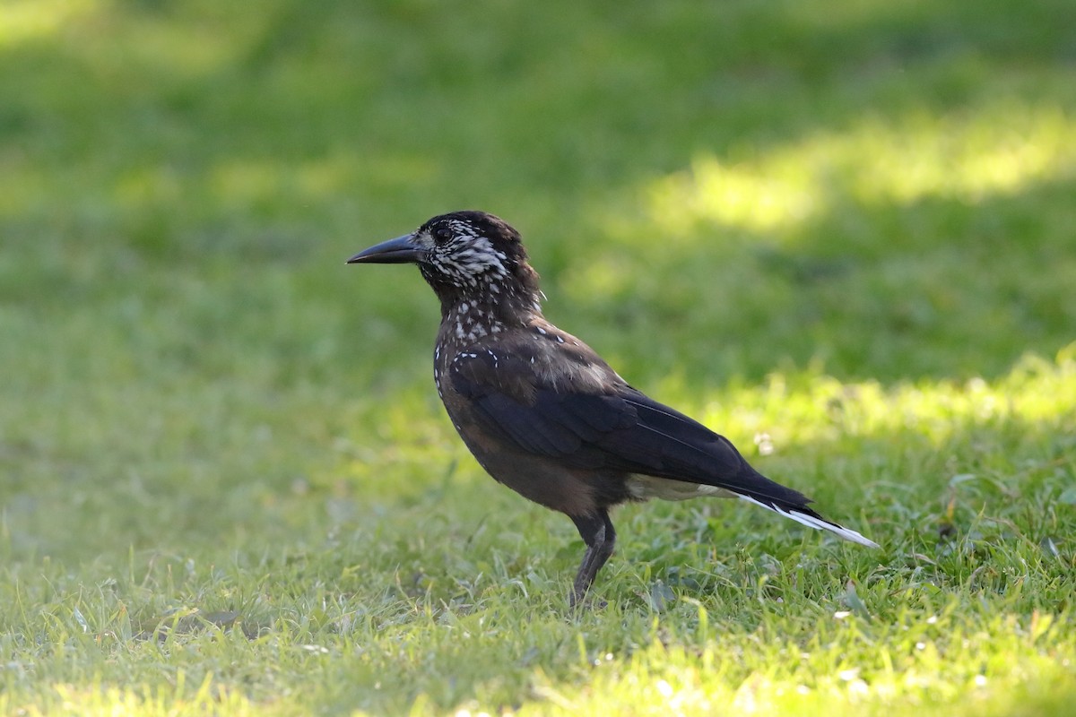 Eurasian Nutcracker - Holger Teichmann