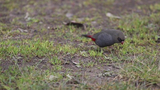 Beautiful Firetail - ML228849971