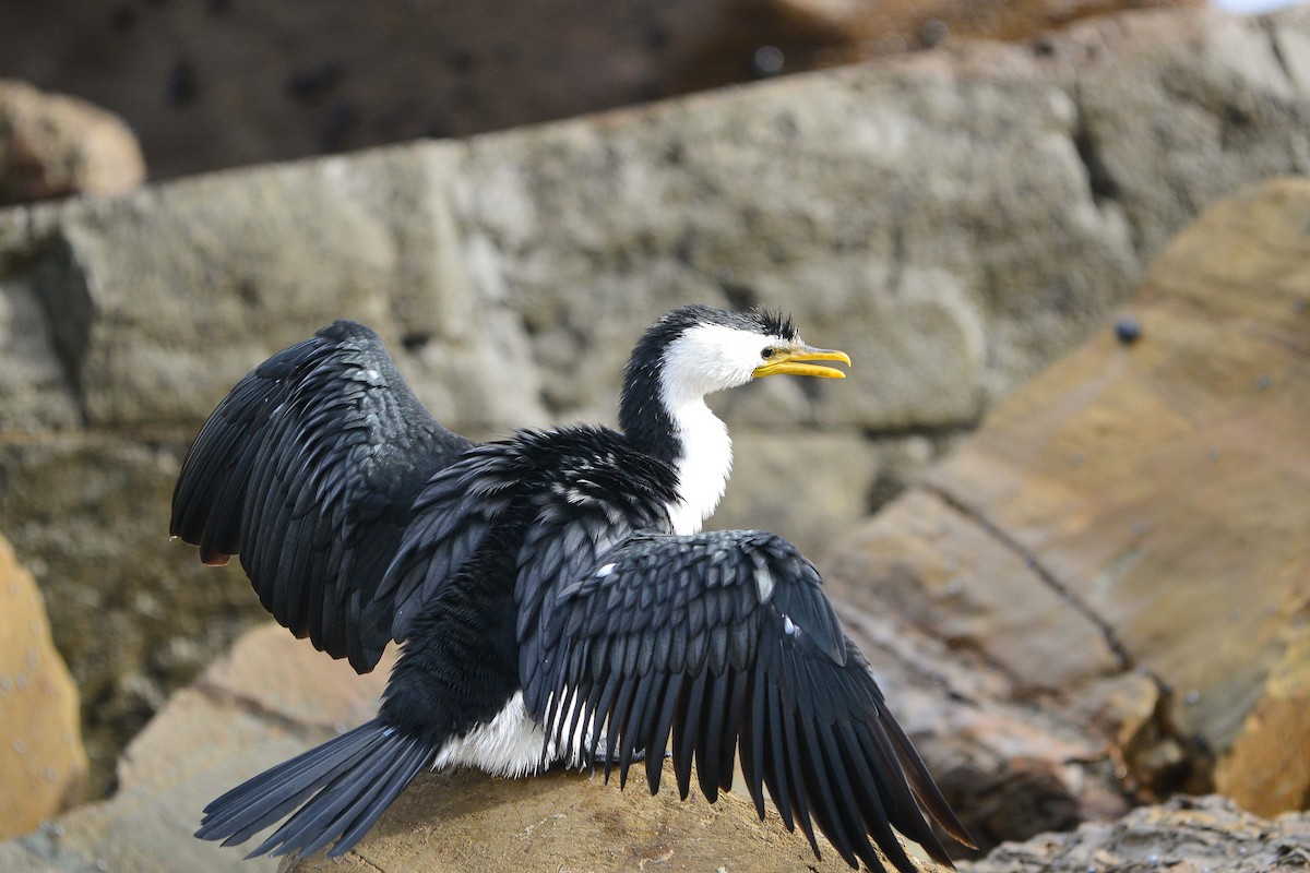 Little Pied Cormorant - ML228850951