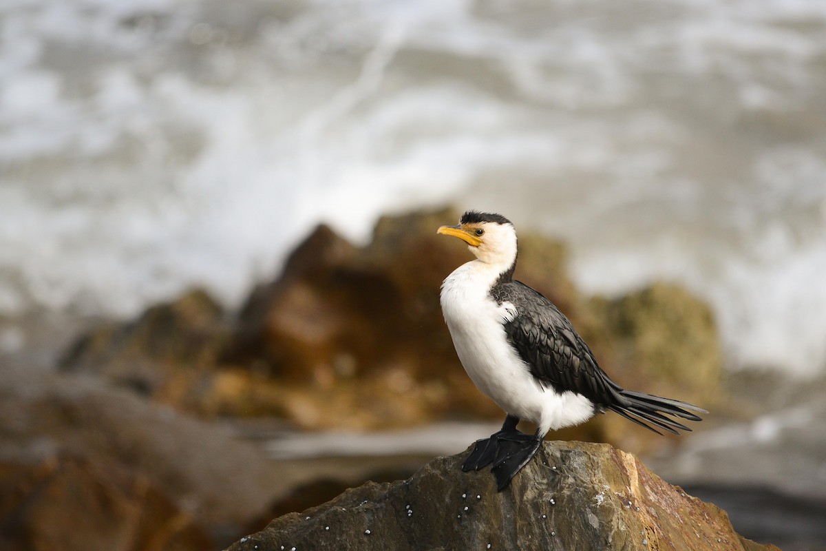 Little Pied Cormorant - ML228850961