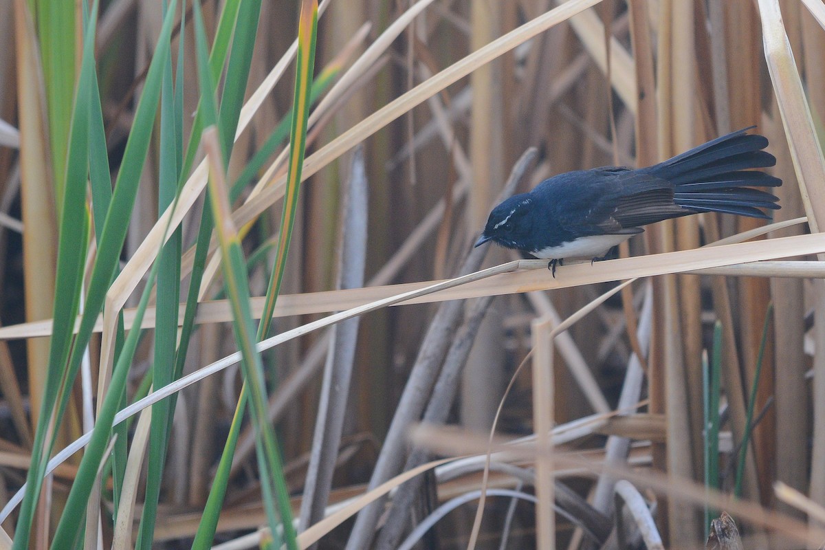 Willie-wagtail - ML228850971