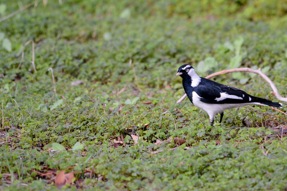 Magpie-lark - ML228851001
