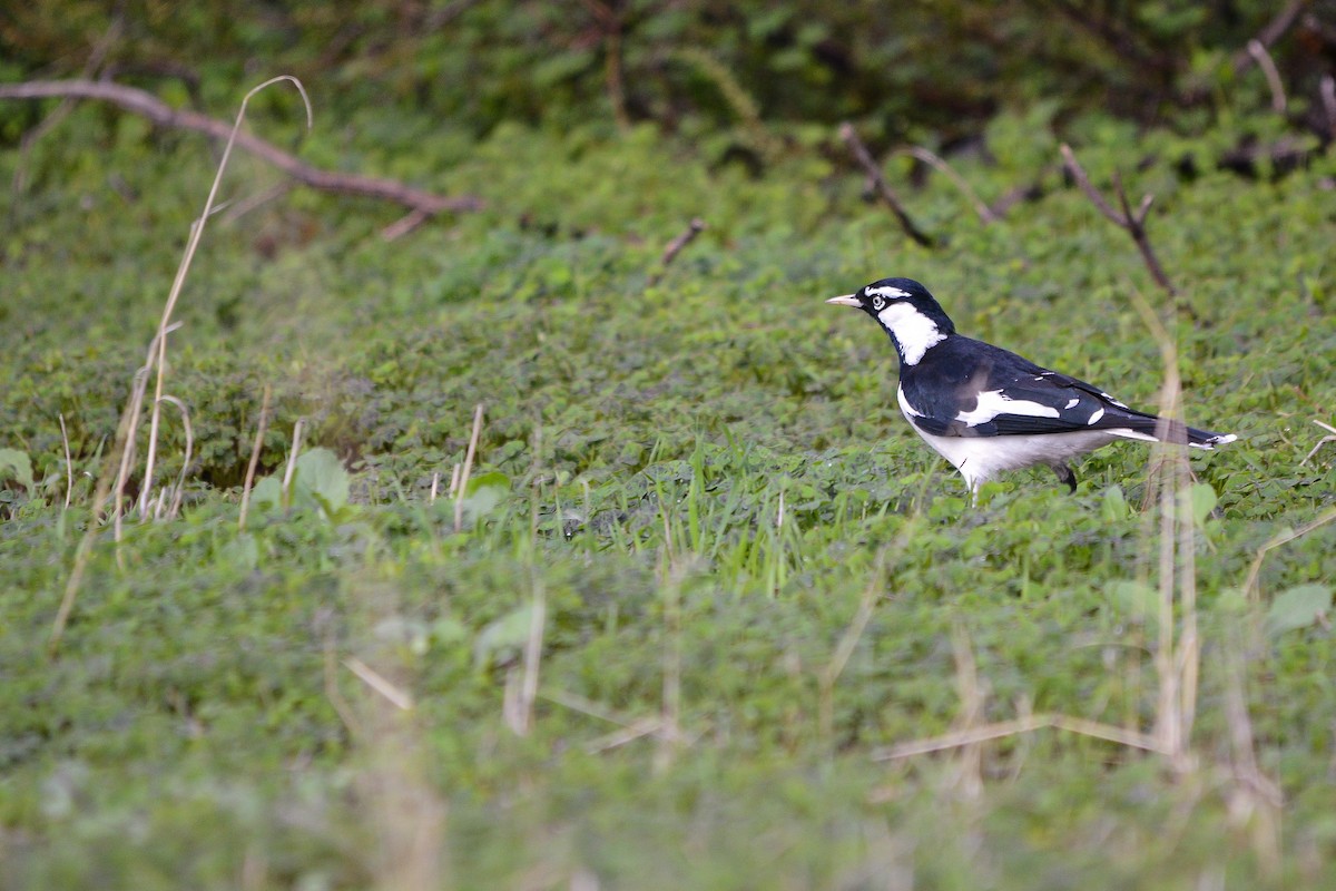 Magpie-lark - ML228851011