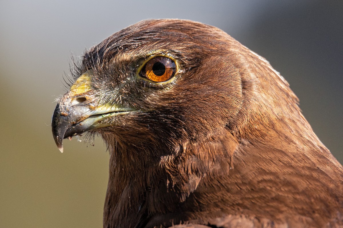 Swamp Harrier - ML228851401