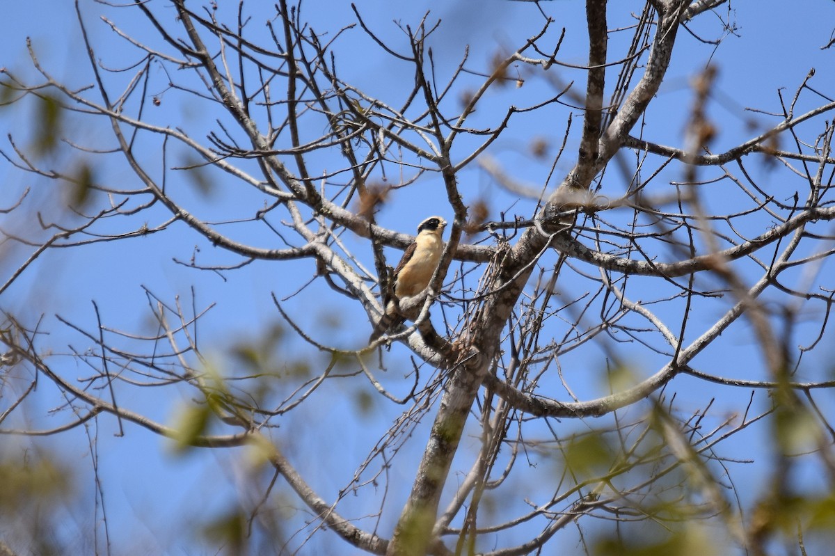 Laughing Falcon - ML228851871