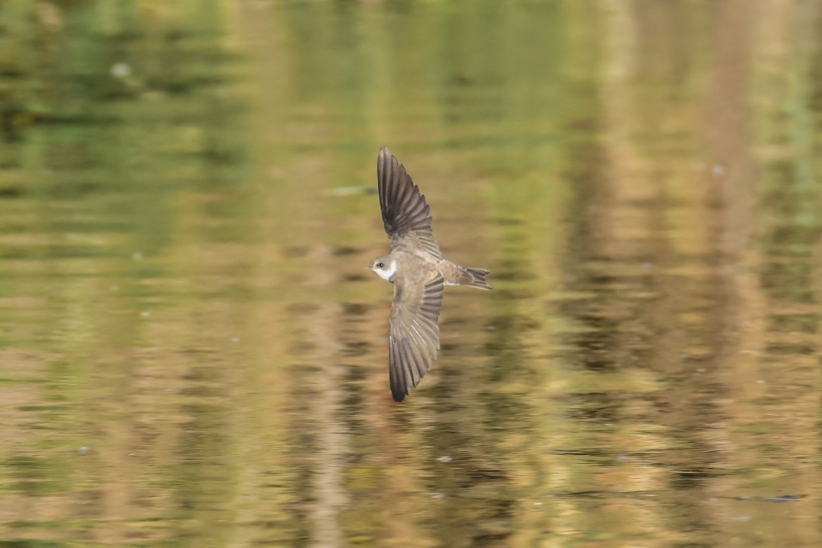 Bank Swallow - Fátima Garrido Ceacero