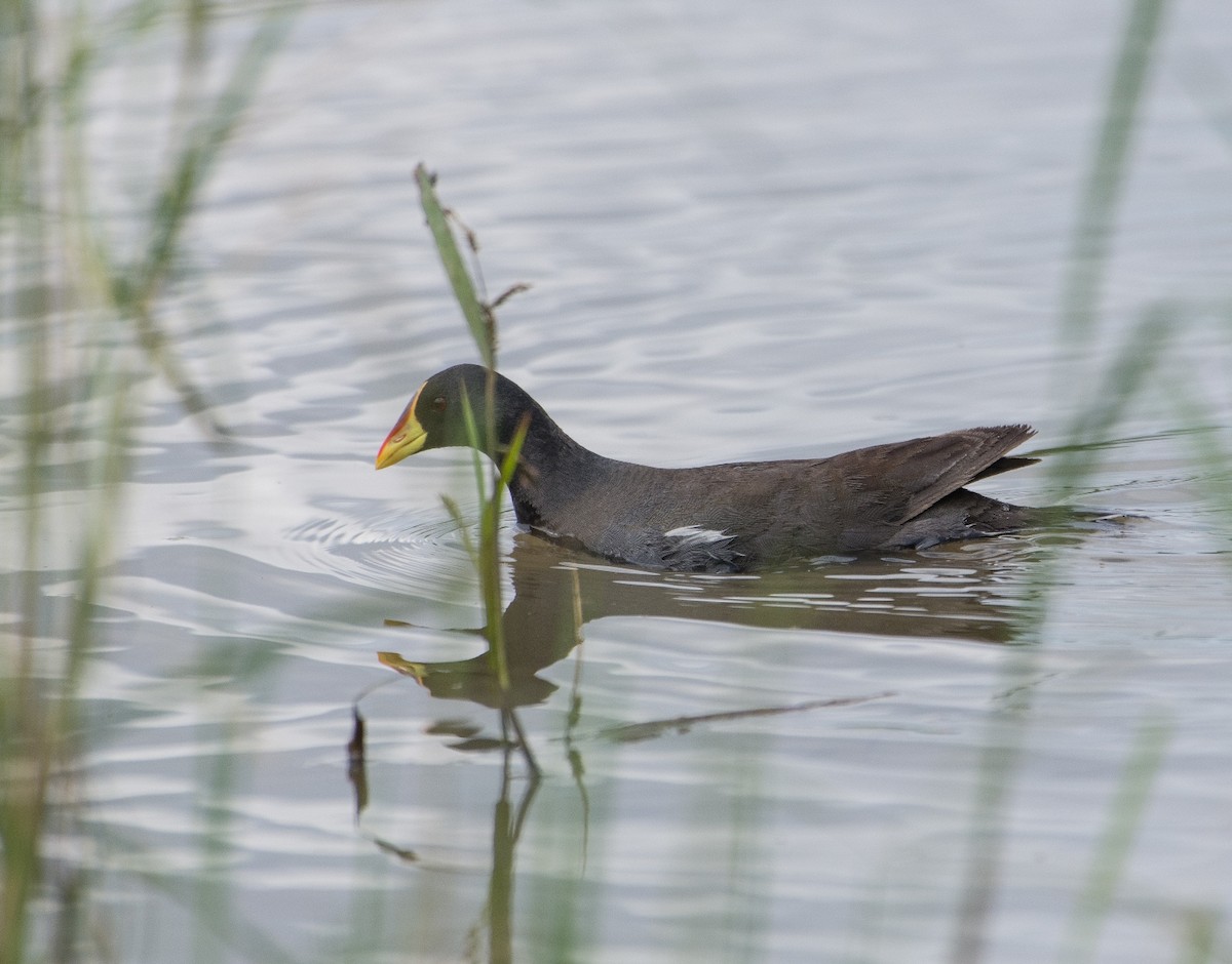 Lesser Moorhen - ML228852671