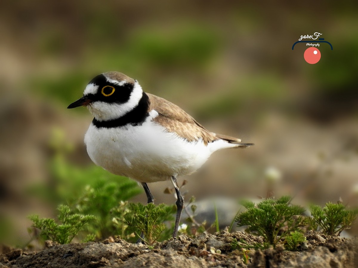 Little Ringed Plover - ML228856981