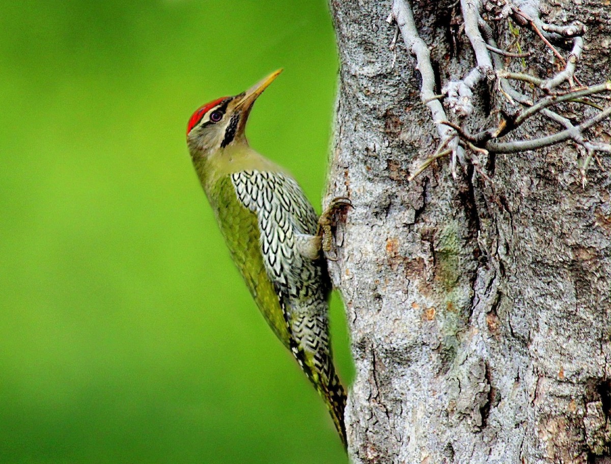 Scaly-bellied Woodpecker - Mohd Ayoub