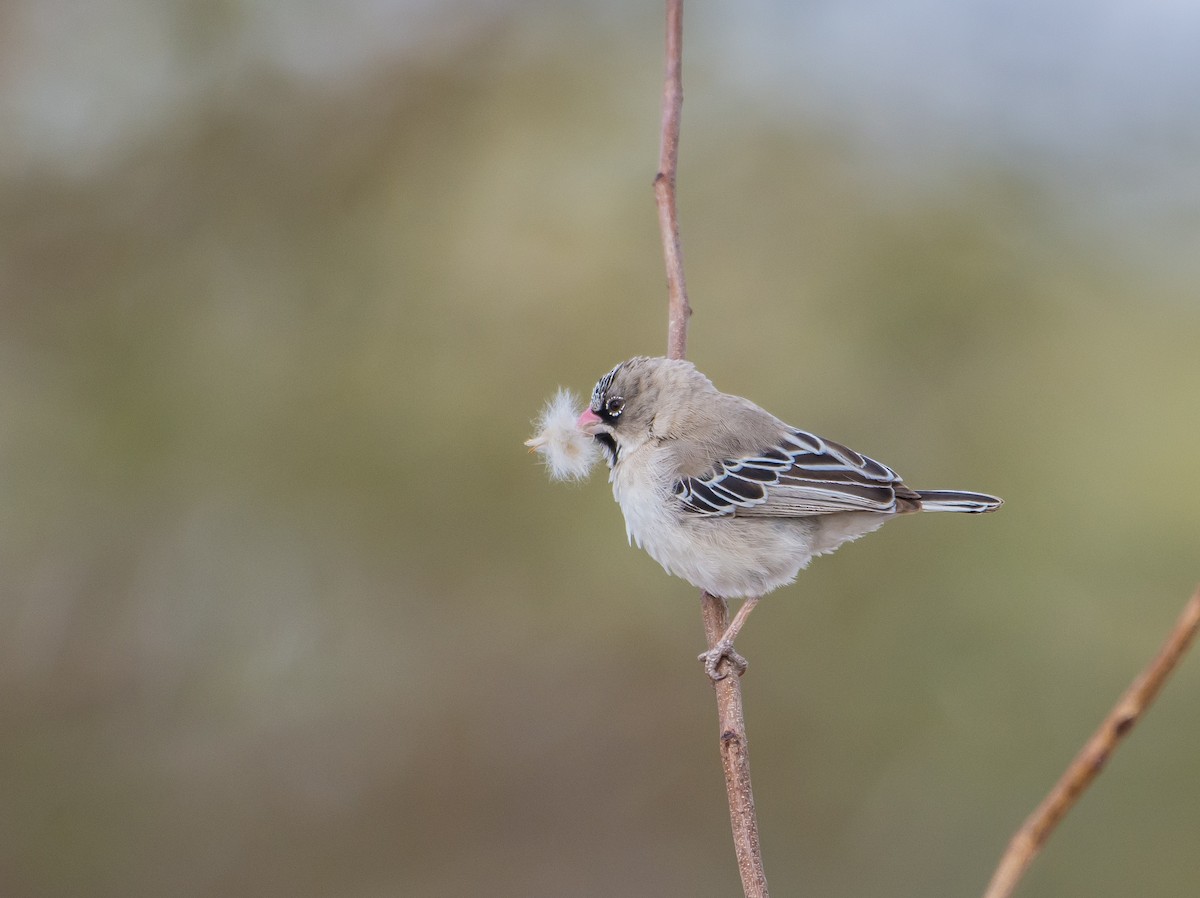 Scaly Weaver - ML228860671
