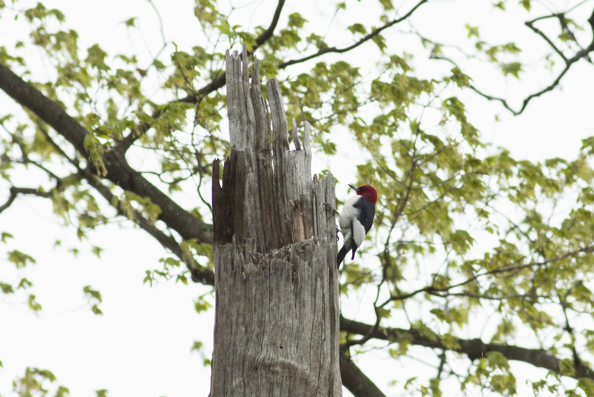 Red-headed Woodpecker - ML228861041