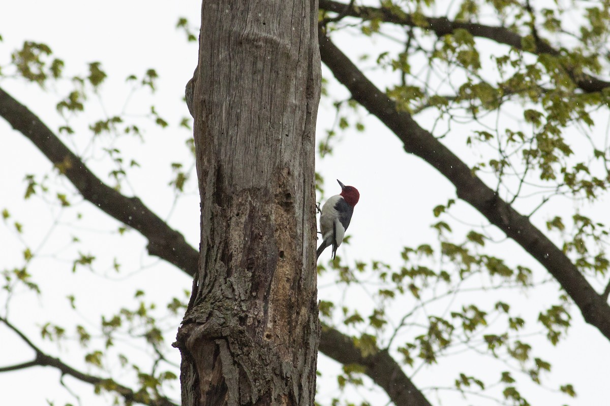 Red-headed Woodpecker - ML228861051