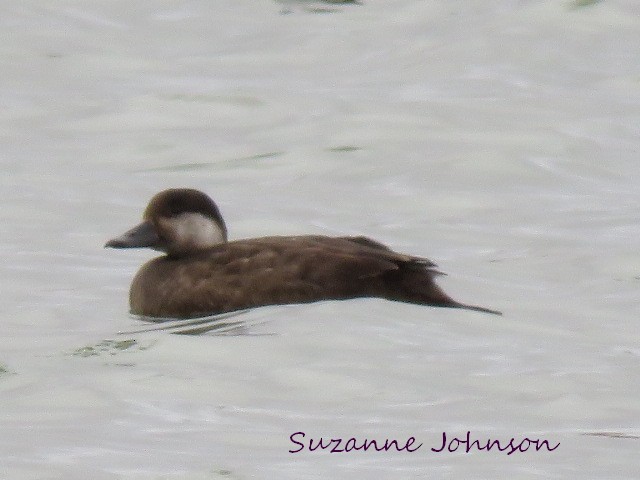 Black Scoter - ML22886181