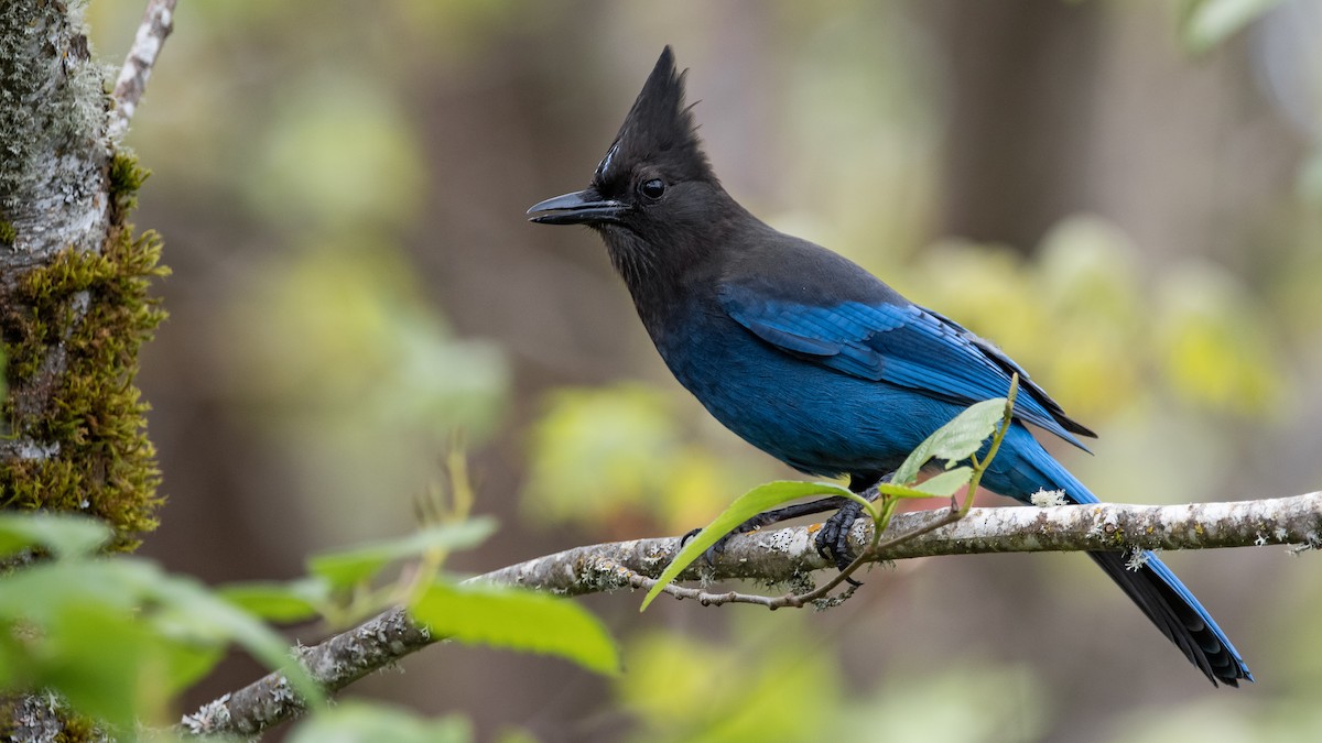 Steller's Jay - ML228862051