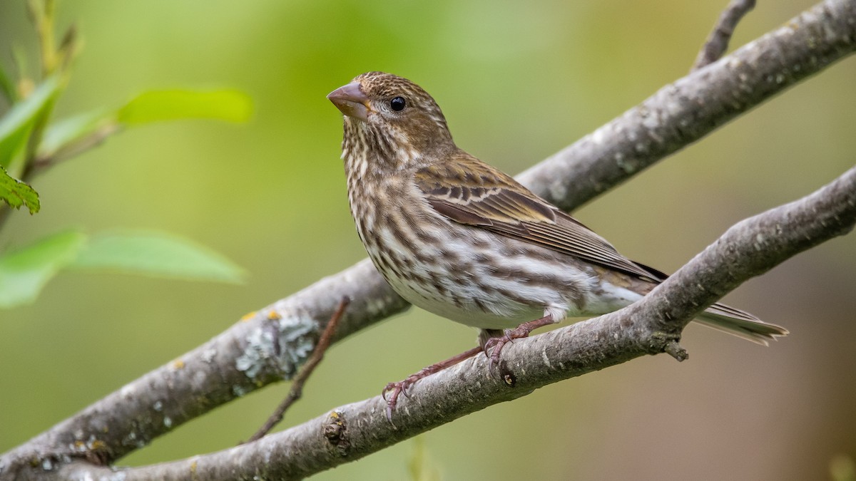 Purple Finch - ML228862071
