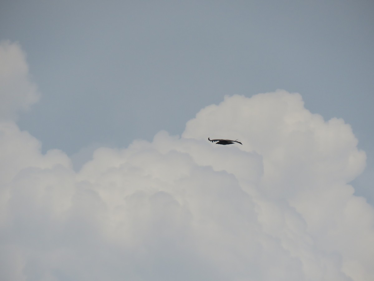 Indian Vulture - Krishnamoorthy Muthirulan