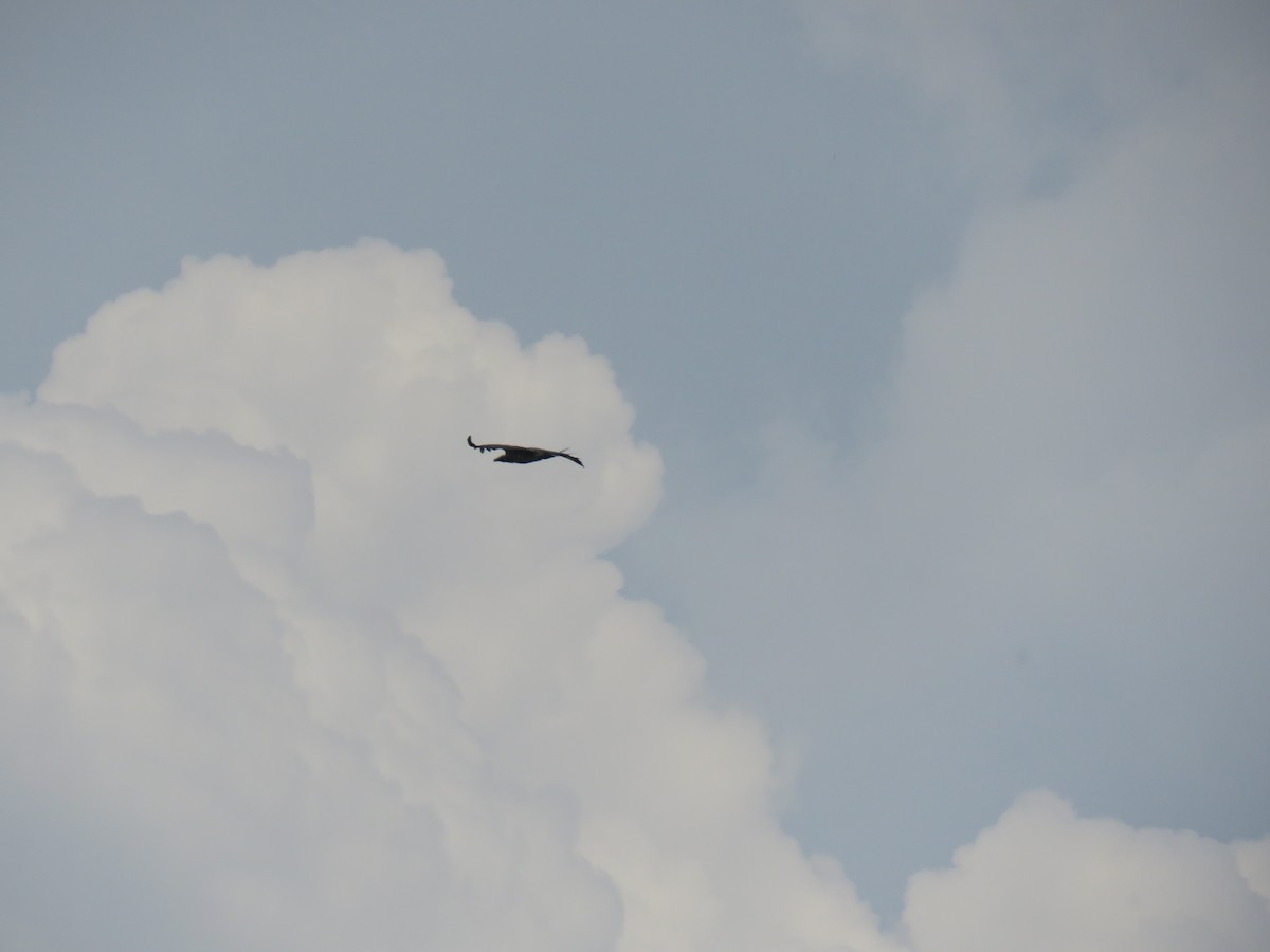 Indian Vulture - Krishnamoorthy Muthirulan