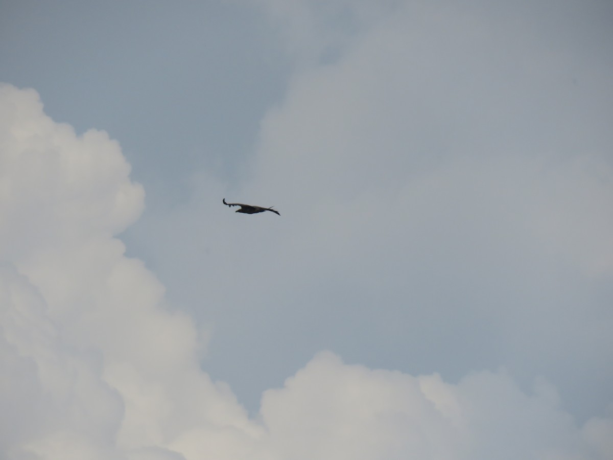 Indian Vulture - Krishnamoorthy Muthirulan