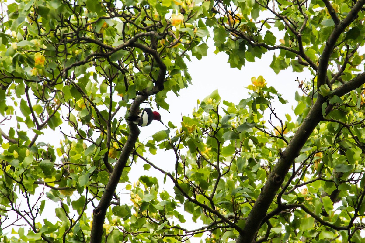 Red-headed Woodpecker - ML228864441