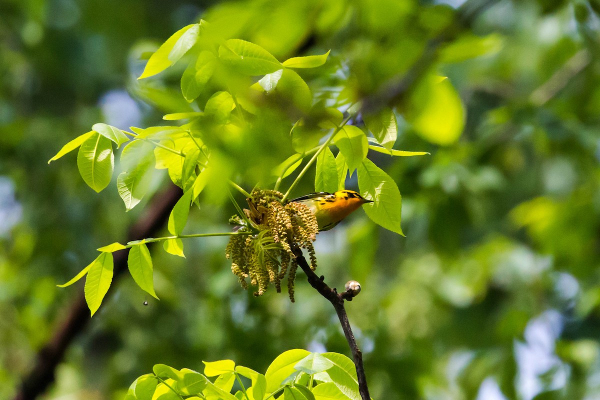 Blackburnian Warbler - ML228864701