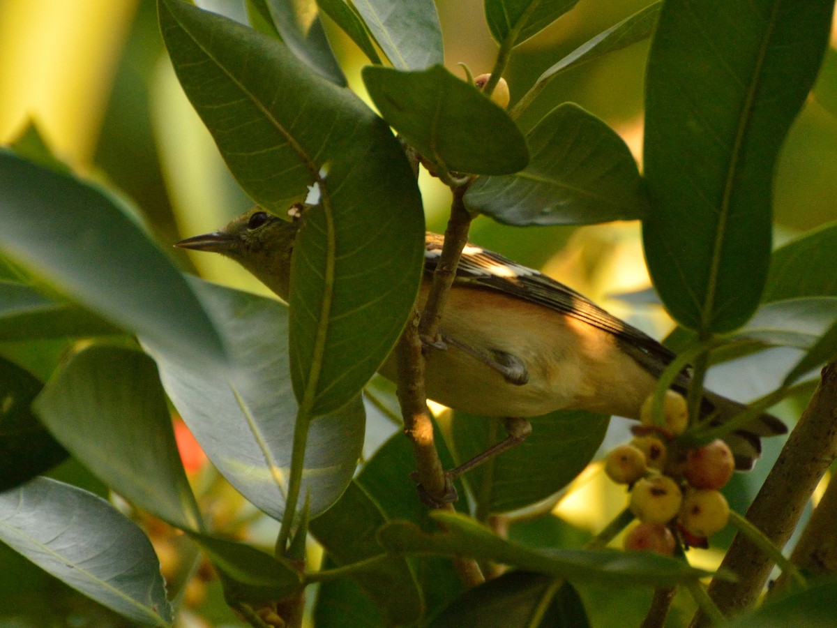 Bay-breasted Warbler - ML228864951