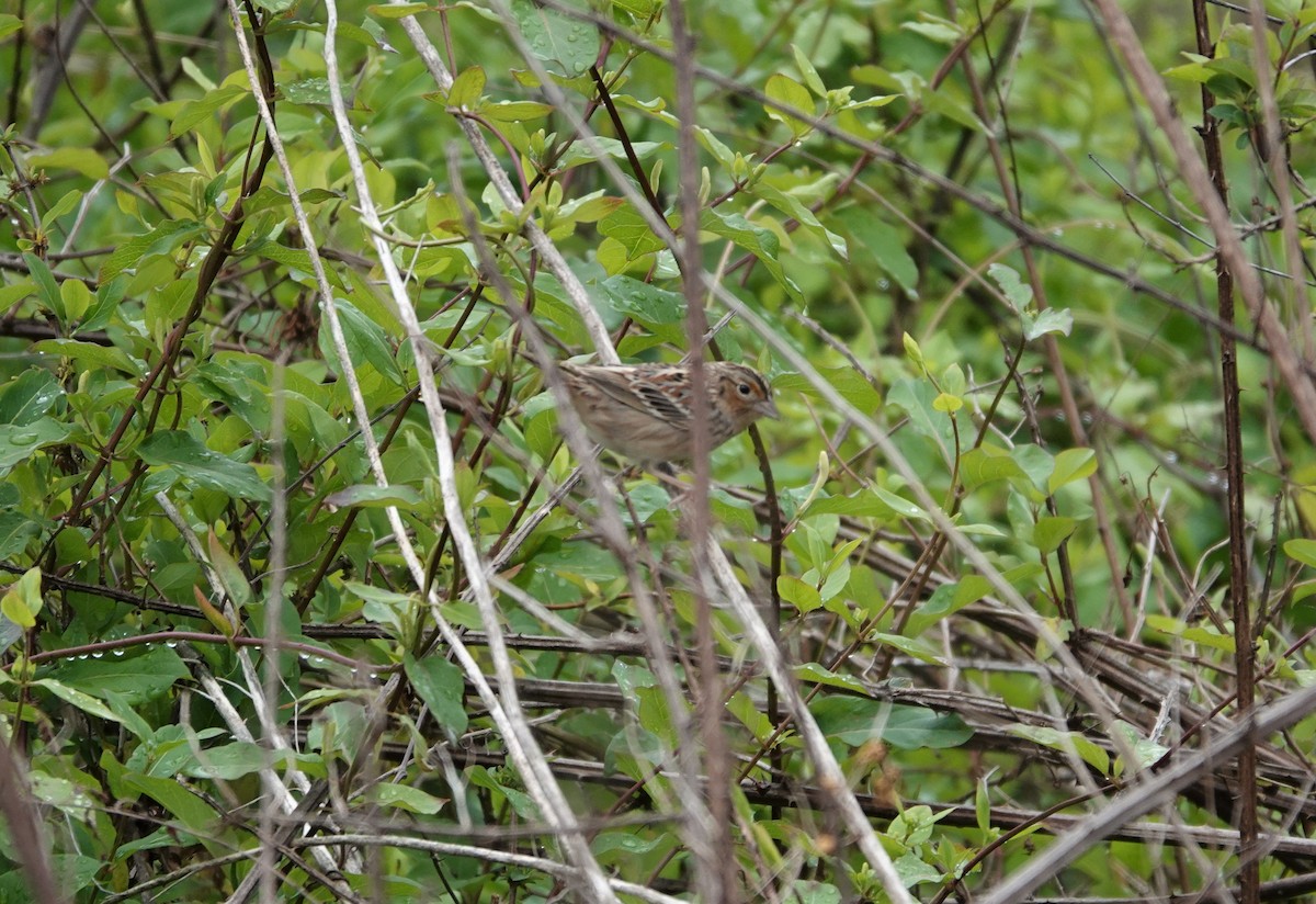 Grasshopper Sparrow - ML228865681