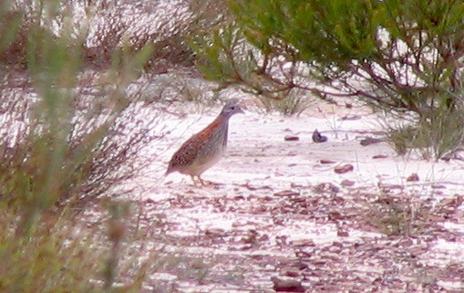 Painted Buttonquail - Bruce Roubin