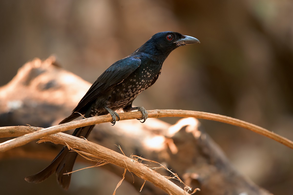 Crow-billed Drongo - Ayuwat Jearwattanakanok