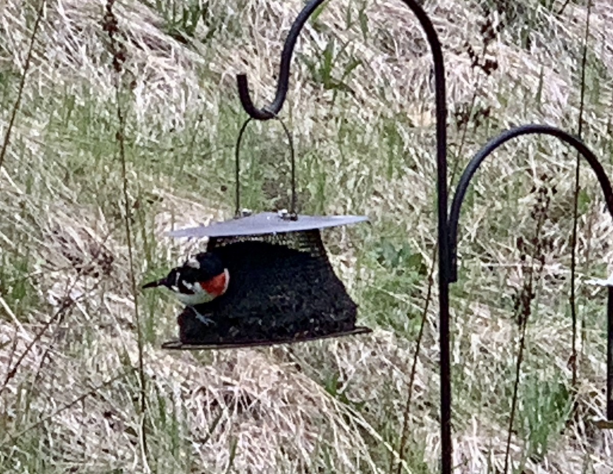 Rose-breasted Grosbeak - ML228868801