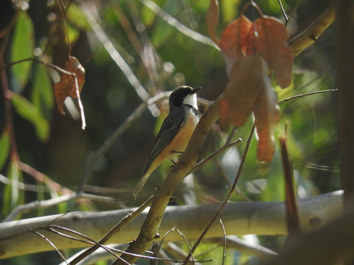 Rufous Whistler - ML228869051