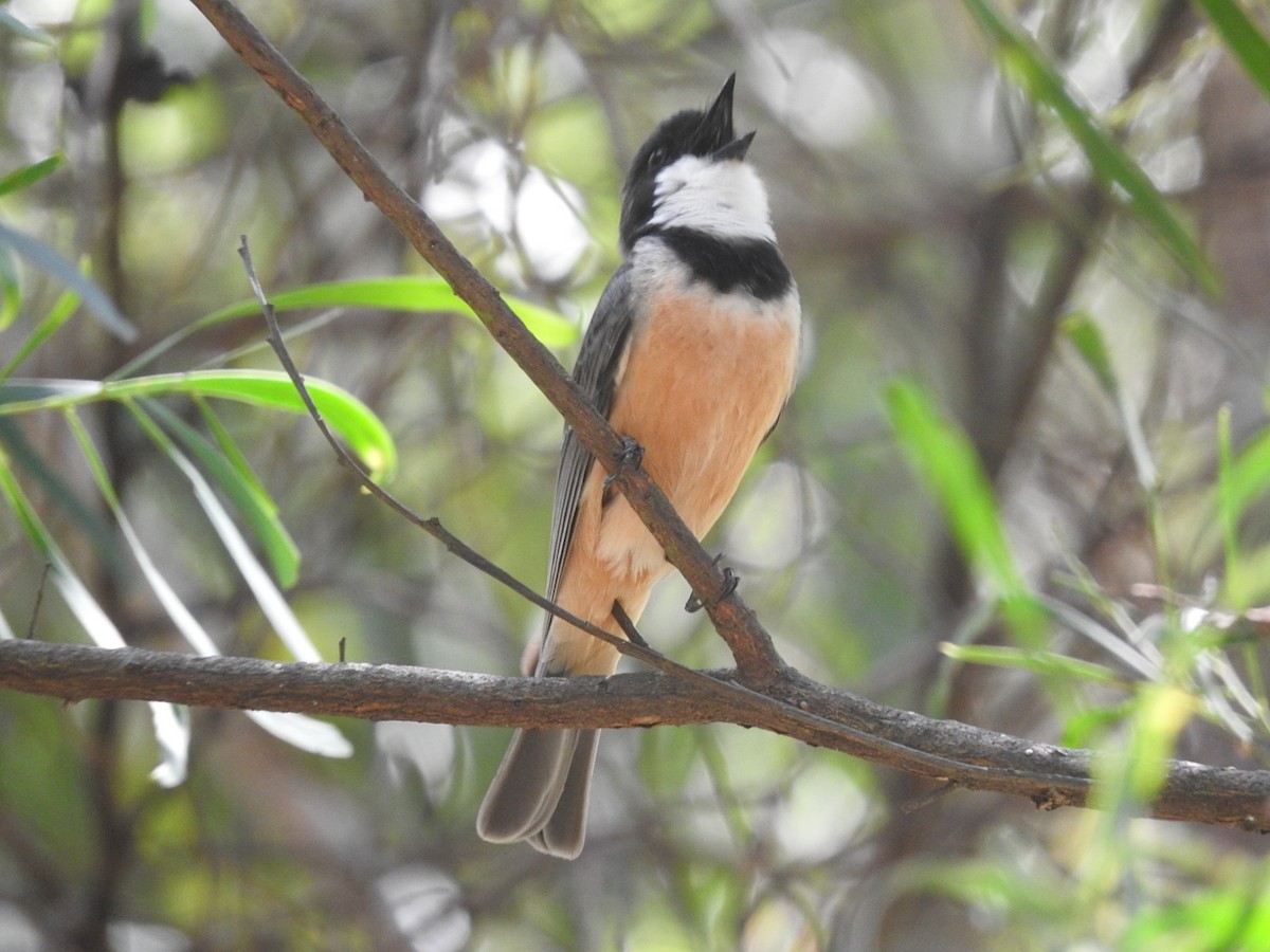 Rufous Whistler - ML228869101