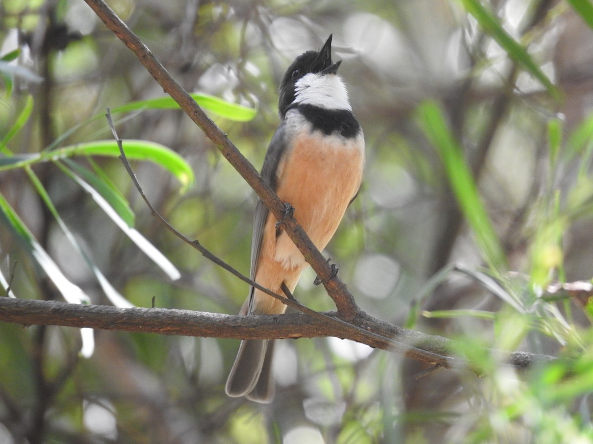 Rufous Whistler - ML228869121