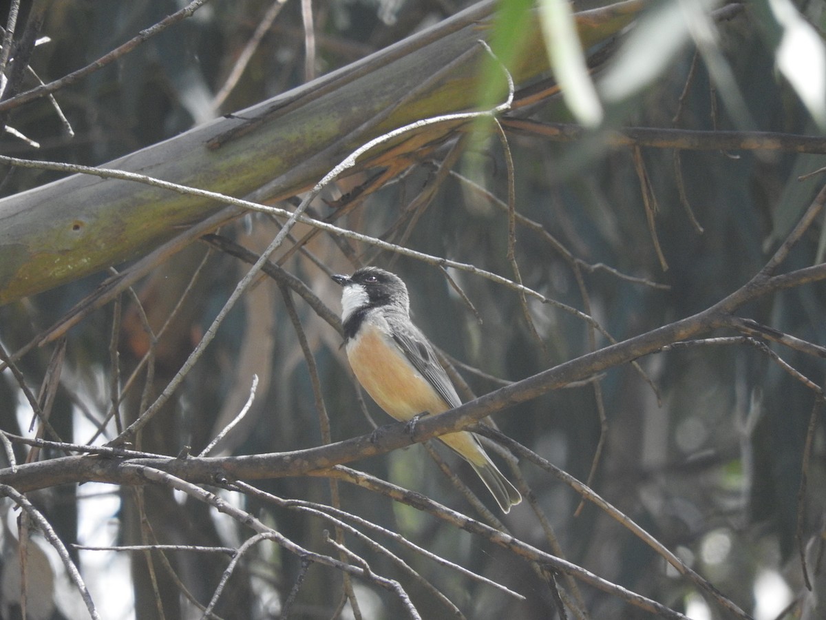 Rufous Whistler - ML228869311